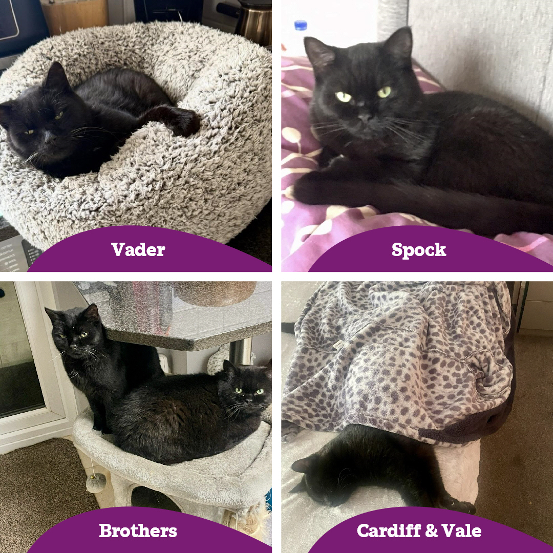 Cats Available for Adoption - image 1